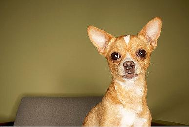 今村孝矢希望《星际火狐：零》能够登陆NS2主机